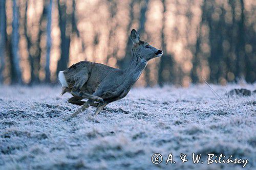 Sarna, sarna europejska, Capreolus capreolus, samica