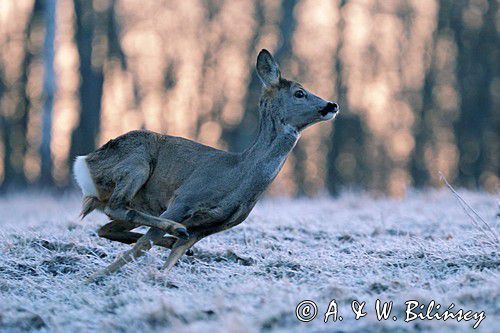 Sarna, sarna europejska, Capreolus capreolus, samica