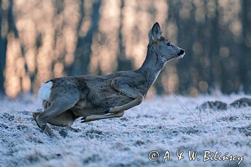 Sarna, sarna europejska, Capreolus capreolus, samica