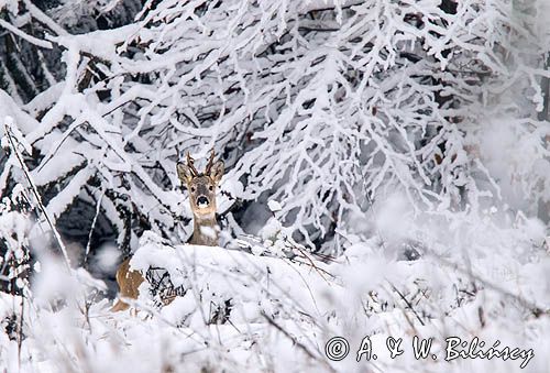 sarna samiec koziołek, Capreolus capreolus