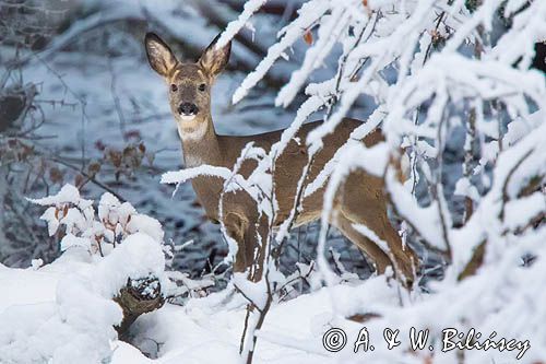 sarna samica, Capreolus capreolus