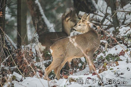 sarna, Capreolus capreolus, samiec