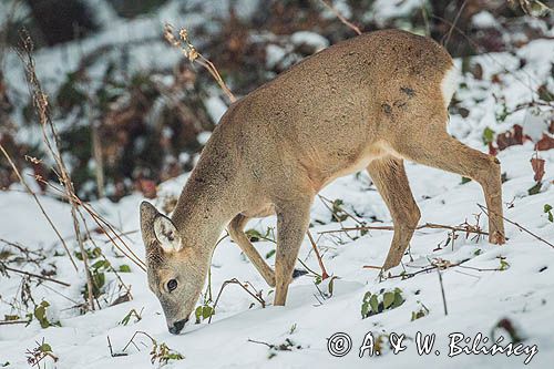 sarna, Capreolus capreolus, samica