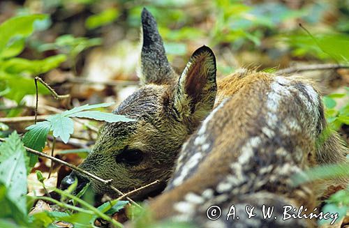 sarniak Capreolus capreolus