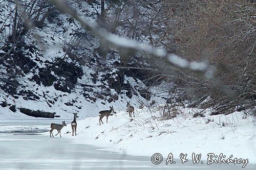 Sarny na Sanie, Capreolus capreolus, Bieszczady