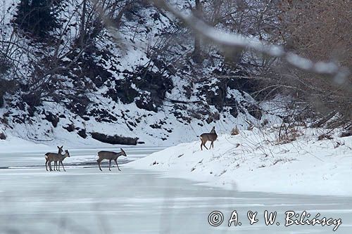 Sarny na Sanie, Capreolus capreolus, Bieszczady