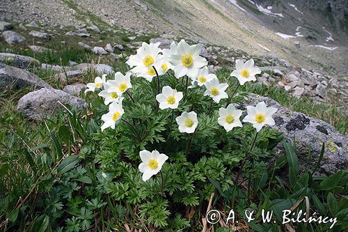 sasanka alpejska Pulsatilla alba