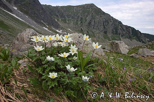 sasanka alpejska Pulsatilla alba