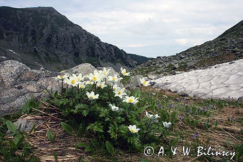 sasanka alpejska Pulsatilla alba