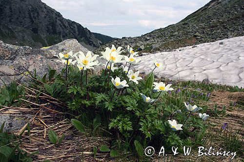 sasanka alpejska Pulsatilla alba