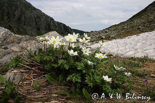 sasanka alpejska Pulsatilla alba