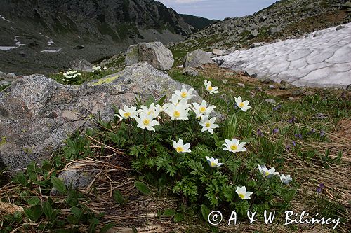 sasanka alpejska Pulsatilla alba