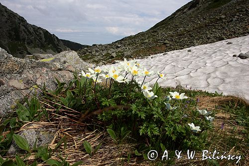 sasanka alpejska Pulsatilla alba