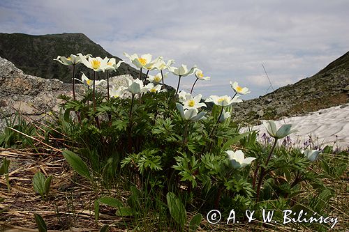 sasanka alpejska Pulsatilla alba