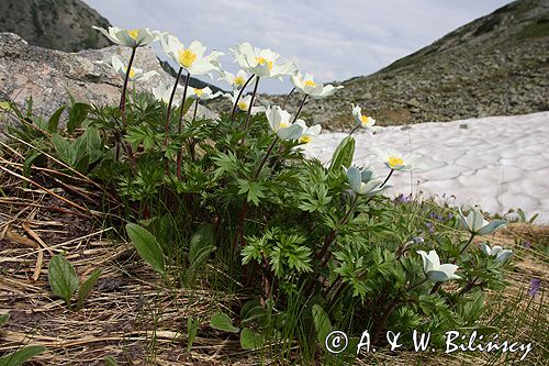 sasanka alpejska Pulsatilla alba