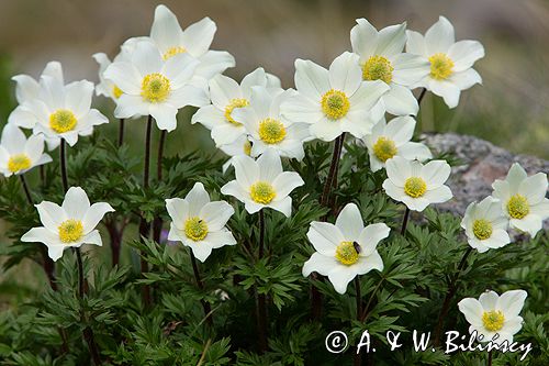 sasanka alpejska Pulsatilla alba