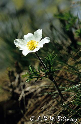 sasanka alpejska Tatry Pulsatilla alba - Pulsatilla alpina