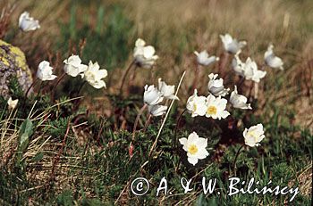 sasanki alpejskie Pulsatilla alpina