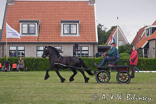 koń fryzyjski w zaprzęgu w czasie zawodów konnych na wyspie Schiermonnikoog, Wyspy Fryzyjskie, Waddenzee, Holandia, Morze Wattowe