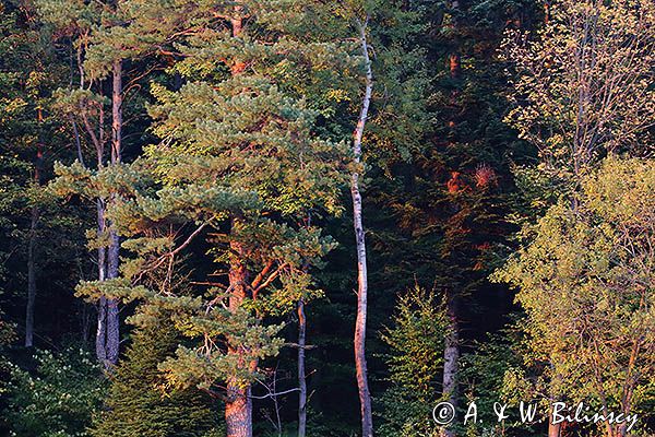 Las jesiennie, o zachodzie słońca, Puszcza Karpacka