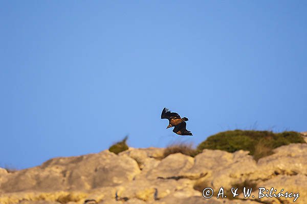 Sęp płowy, Gyps fulvus, Park Narodowy Picos de Europa, Hiszpania