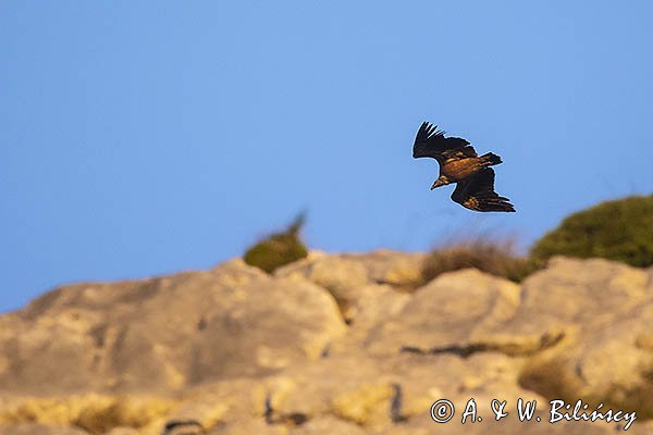 Sęp płowy, Gyps fulvus, Park Narodowy Picos de Europa, Hiszpania