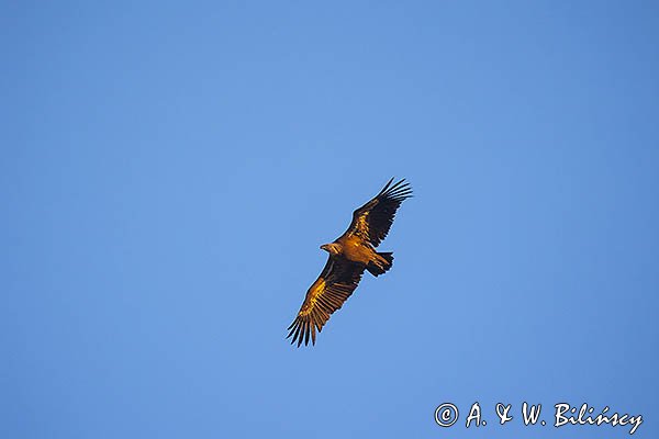 Sęp płowy, Gyps fulvus, Park Narodowy Picos de Europa, Hiszpania