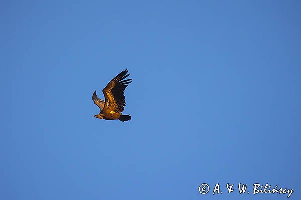 Sęp płowy, Gyps fulvus, Park Narodowy Picos de Europa, Hiszpania