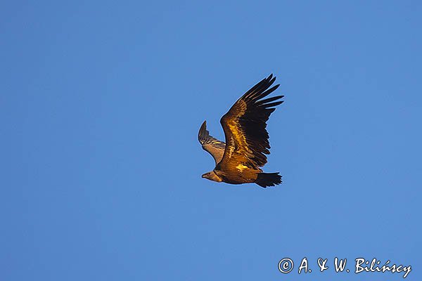 Sęp płowy, Gyps fulvus, Park Narodowy Picos de Europa, Hiszpania