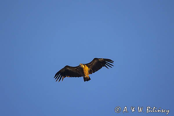 Sęp płowy, Gyps fulvus, Park Narodowy Picos de Europa, Hiszpania