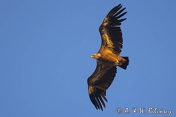 Sęp płowy, Gyps fulvus, Park Narodowy Picos de Europa, Hiszpania