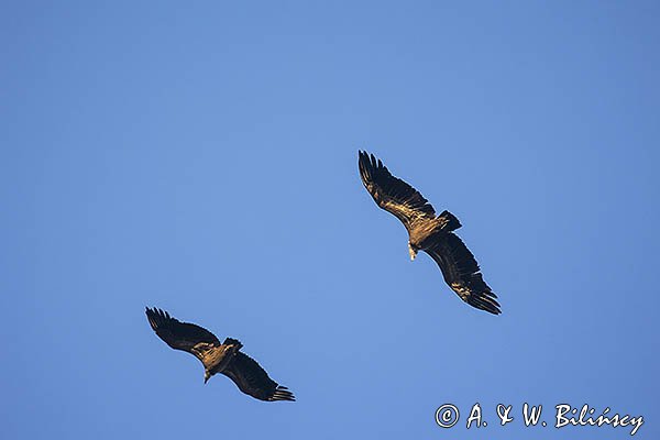 Sęp płowy, Gyps fulvus, Park Narodowy Picos de Europa, Hiszpania