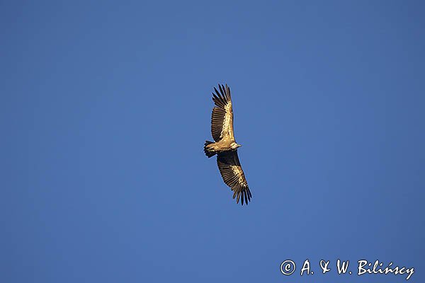 Sęp płowy, Gyps fulvus, Park Narodowy Picos de Europa, Hiszpania