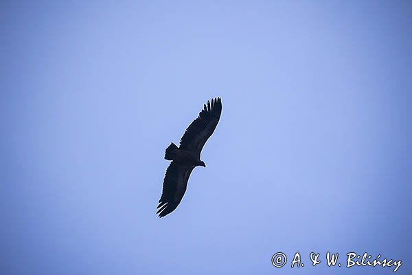 Sęp płowy, Gyps fulvus, Park Narodowy Picos de Europa, Hiszpania