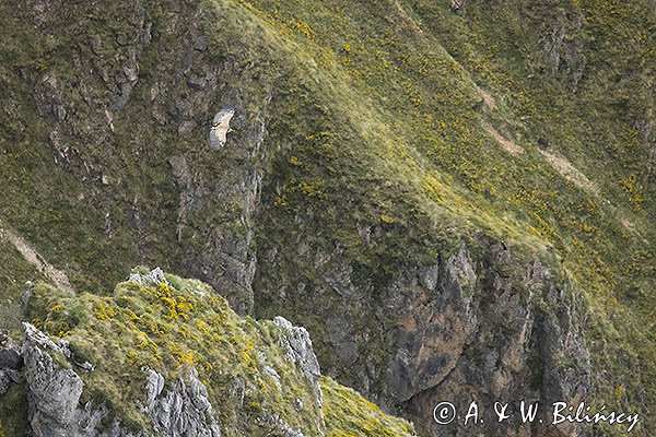 Sęp płowy, Gyps fulvus, Park Narodowy Picos de Europa, Hiszpania