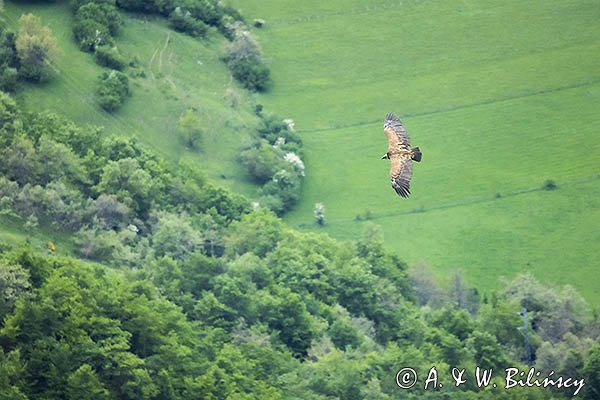 Sęp płowy, Gyps fulvus, Park Narodowy Picos de Europa, Hiszpania