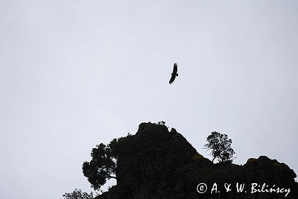 Sęp płowy, Gyps fulvus, Park Narodowy Picos de Europa, Hiszpania