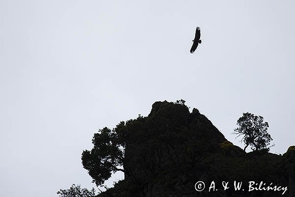 Sęp płowy, Gyps fulvus, Park Narodowy Picos de Europa, Hiszpania