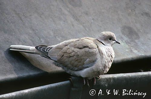 Sierpówka, synogarlica turecka, Streptopelia decaocto