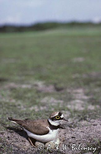 sieweczka rzeczna, CHARADRIUS DUBIUS, na gnieździe