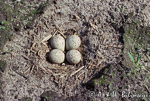 sieweczka rzeczna, CHARADRIUS DUBIUS, gniazdo z jajami