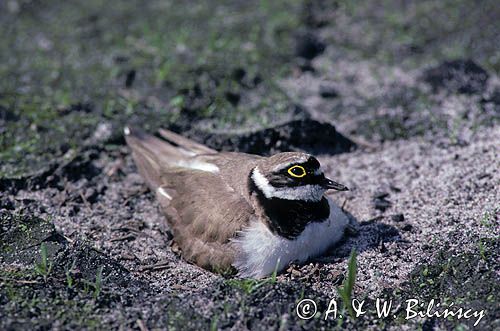 sieweczka rzeczna, CHARADRIUS DUBIUS na gnieździe