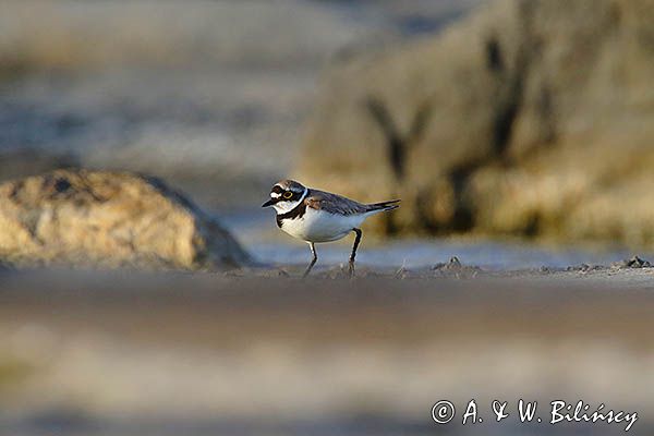 Sieweczka rzeczna, Charadrius dubius