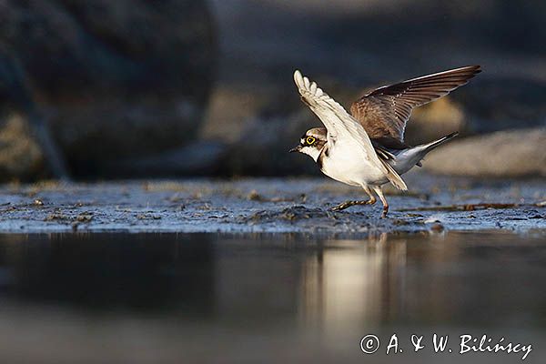 Sieweczka rzeczna, Charadrius dubius