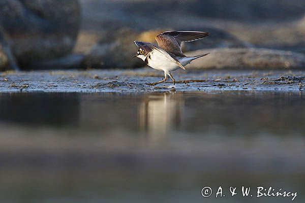 Sieweczka rzeczna, Charadrius dubius