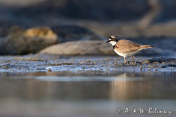 Sieweczka rzeczna, Charadrius dubius