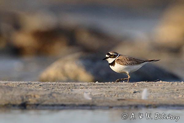 Sieweczka rzeczna, Charadrius dubius