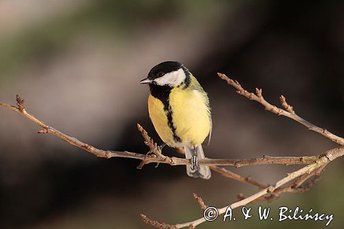 sikora bogatka Parus major