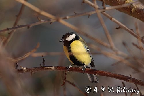 sikora bogatka Parus major