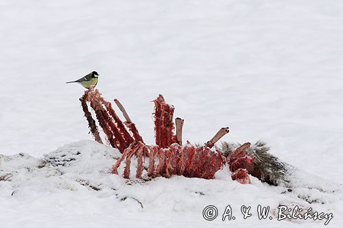 sikora bogatka Parus major